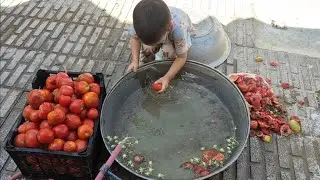 Cooking homemade tomato paste in the first days of autumn. 🍂
