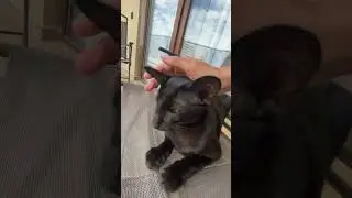 Очень любим Филю #oriental #ориенталы #кот #котенок #филя #черныйкот #blackcat