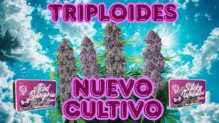 🎉 EMPEZAMOS NUEVO CULTIVO DE TRIPLOIDES 🎉 | NUEVO MARS HYDRO FC-E6500