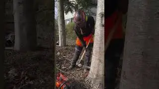 Treefelling with 562xp mark2 and @haldertools Simplex splitting hammer 👌