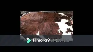 Tricolor Brindle Cowhide Rug Collections Mr Cowhides Tannery