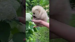A Lovely Dog - Download Stock Footage & Video Free