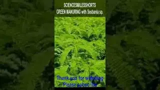 S46. Green Manuring with Sesbania | #shorts