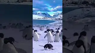 dancing penguins #trending #viralvideo