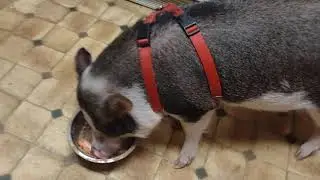 Crazy Redneck Mini Pig Eating Supper LOL