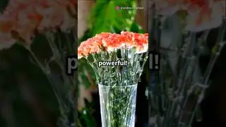 Never use fake or dry flowers 🌺 #fengshui #energy #lucknow #life #tips #positivity #daily #2025