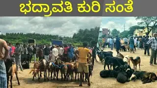 Kuri santhe Bhadravati ಕುರಿ ಸಂತೆ ಸಂಪೂರ್ಣ ಮಾಹಿತಿ 