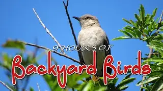 Backyard Birds - 9 HRS OF PURE NATURESCAPES - WATCH BEAUTIFUL 4K VIDEO of BIRDS & HEAR THEIR SONGS!