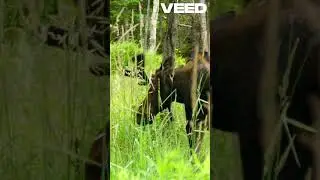 Explore Anchorage's Hidden Adventure Gems |  #discovertheoutdoors #naturerouts #naturelovers