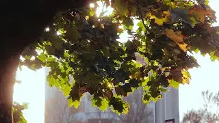 Canon 600D &mdash; тот самый легендарный кеноновский цвет