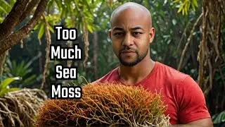 The Sea Moss Gold Rush: A Supply Chain Nightmare