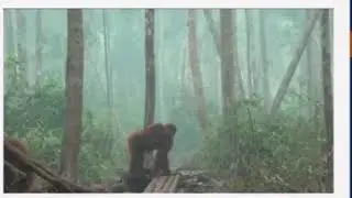 FOREST FIRES: Indonesia