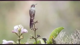 la vibración