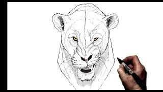 How to Draw A Snarling Lioness | Step By Step