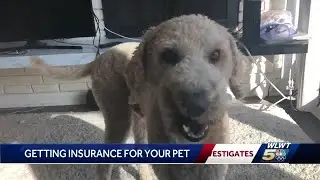 The pros and cons of pet insurance: Do you really need it?