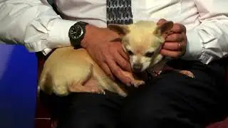 Pet Connection Prissy 10-2-18