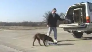 North Texas Dog Trainers
