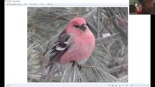 Birding different habitats in the Beaver Valley with David Turner