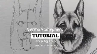 how to draw German shepherd step by step