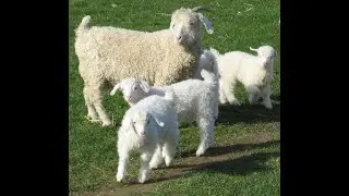 Pre-order THERMOHAIR Mohair Socks TODAY