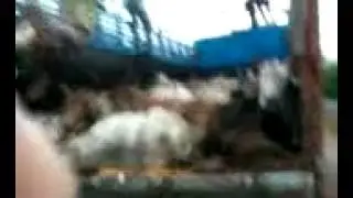 Cows saved by villagers of chhote harda at NH59 indore road chhote harda