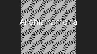 Arphia ramona