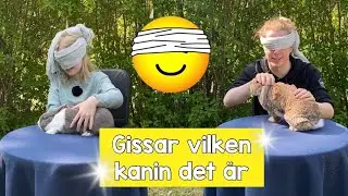 Blundar och gissar vilken kanin det är #2