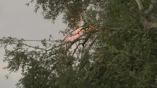 Downed power lines from Monday's storms caused danger from fires
