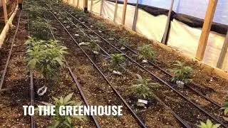 Watch the CBG Plants Grow from CBG Seed to CBG Plant