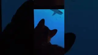 My Cat Playing  With Sharks!