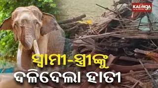 Wild elephant attacks, kills couple in Bargarh | Kalinga TV