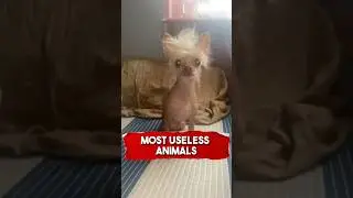 Most Useless Animals 😆 🦒 #animals #fyp #richyanimals