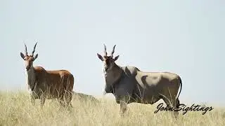 &ldquo;CLOSE ENCOUNTER WITH A MALE & FEMALE ELAND | NATURE AT ITS BEST