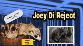 SUGAR GLIDER MEREJECT JOEY ANAKNYA KOK BISA? TERNYATA INI FAKTOR PENYEBABNYA....