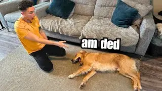 I Taught My Dog The 