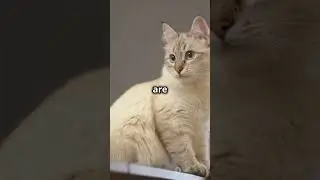 Pawsitive Vibes Cats & Quotes!