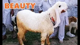 Chatray Hi Chatray - Baher Ki Surat E Haal - HEAVY MAAL in Lahore Shahpur Kanjra Bakra Mandi 2018