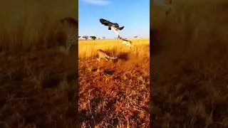 When a Bird Disrespects a Cheetah 😭