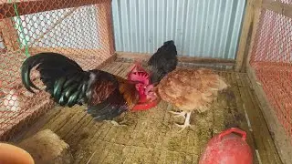 Winter morning rooster chicken calling sound 🥰 high quality rooster chicken | breeding  rooster