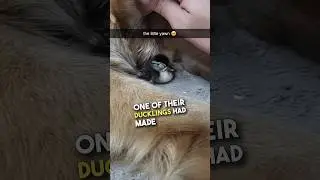 Их собаке было все равно 😂❤️ #шорты