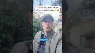 5 arbustes r&eacute;sistants &agrave; la s&eacute;cheresse + mellif&egrave;res