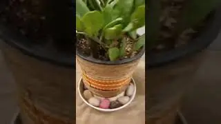 Diy pot for indoor plant #diypot #shortsvideo #houseofhappiness #shorts #plantslover #indoorplant