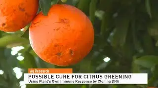 Possible Cure 082823