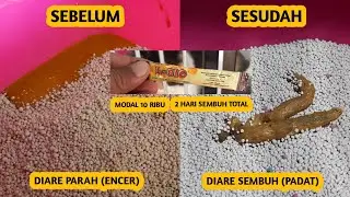 Cara Ampuh Mengobati Diare (Mencret) Pada Kucing Sesuai Rekomendasi Dokter Hewan