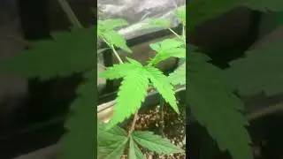 &ldquo;Manifolding&rdquo; cannabis plant for maximum yield high stress training DIY Cannabis