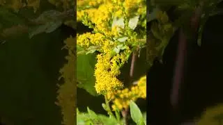 Star bees and goldenrod