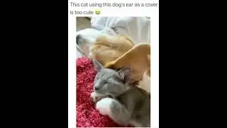 cat using the dog's ear as a cover