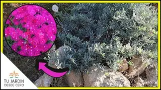 CUIDADOS del Lampranthus o Rayito de Sol 🔶 [Lampranthus multiradiatus] 🔶 Un arbusto de hojas crasas
