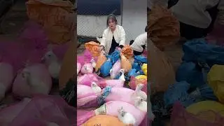 Peacock Health Care And Help in Girl's 😱#shorts #trending #ytshorts