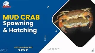 Mud Crab Spawning & Hatching - Astro Aquaculture